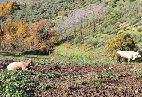 L’ANTICO BORGO DI MANCIANO: SECOLI DI ARTE STORIA, NATURA INCONTAMINATA E MISTERI